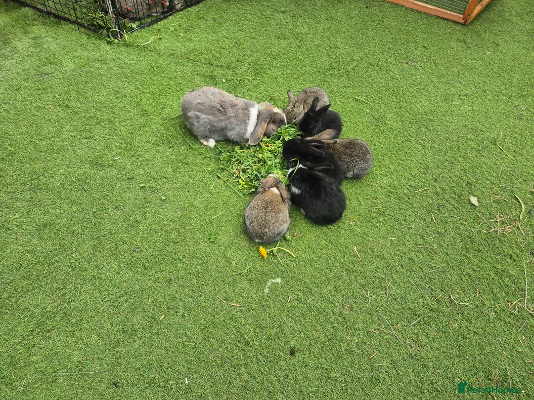 Mixed Breed rabbits for sale: Male and female  bunnies  - Advert 8