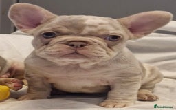 French Bulldog dogs for sale: Last 2 females dwkc frenchies - Image 2