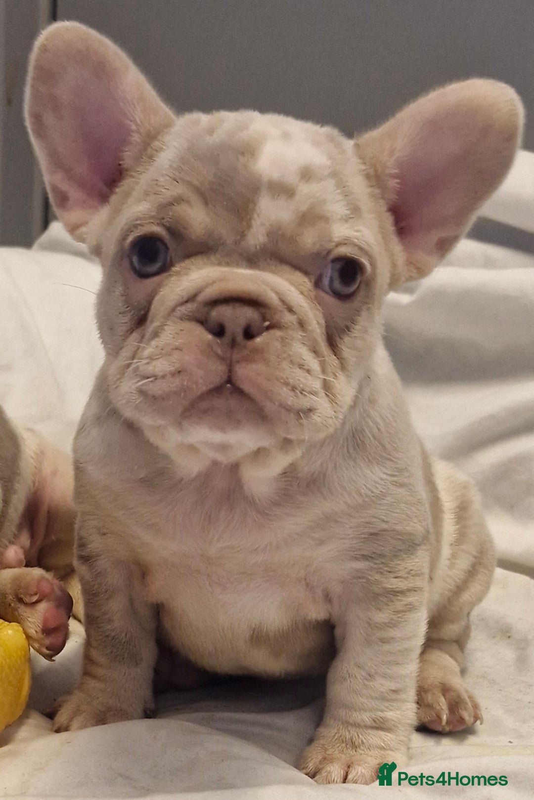 French Bulldog dogs for sale: Last 2 females dwkc frenchies - Image 2