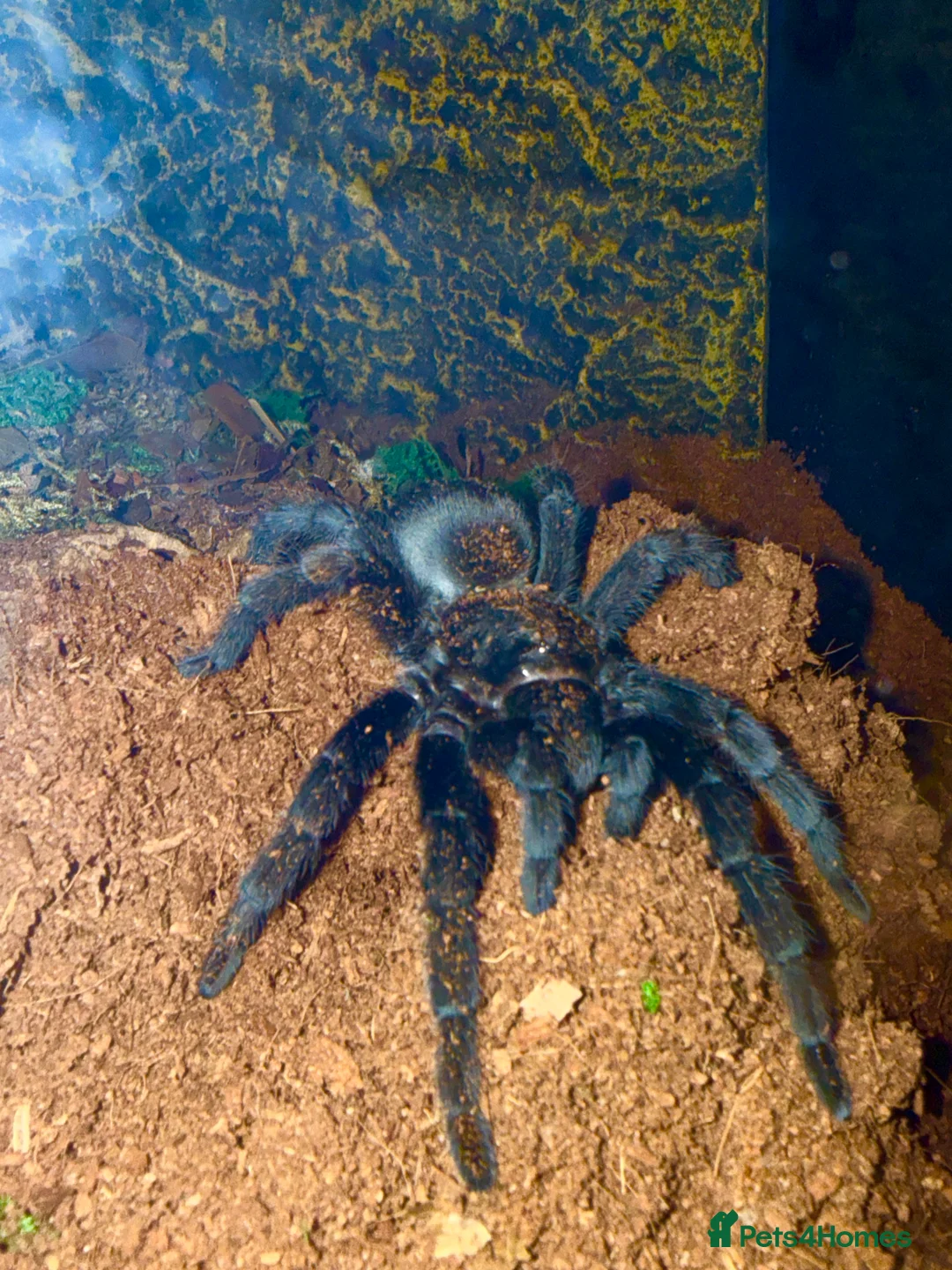 Tarantulas invertebrates for sale: Tarantulas wanted - Advert 9
