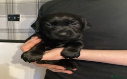 Labrador Retriever dogs for sale: LABRADOR PUPPIES  - Image 6