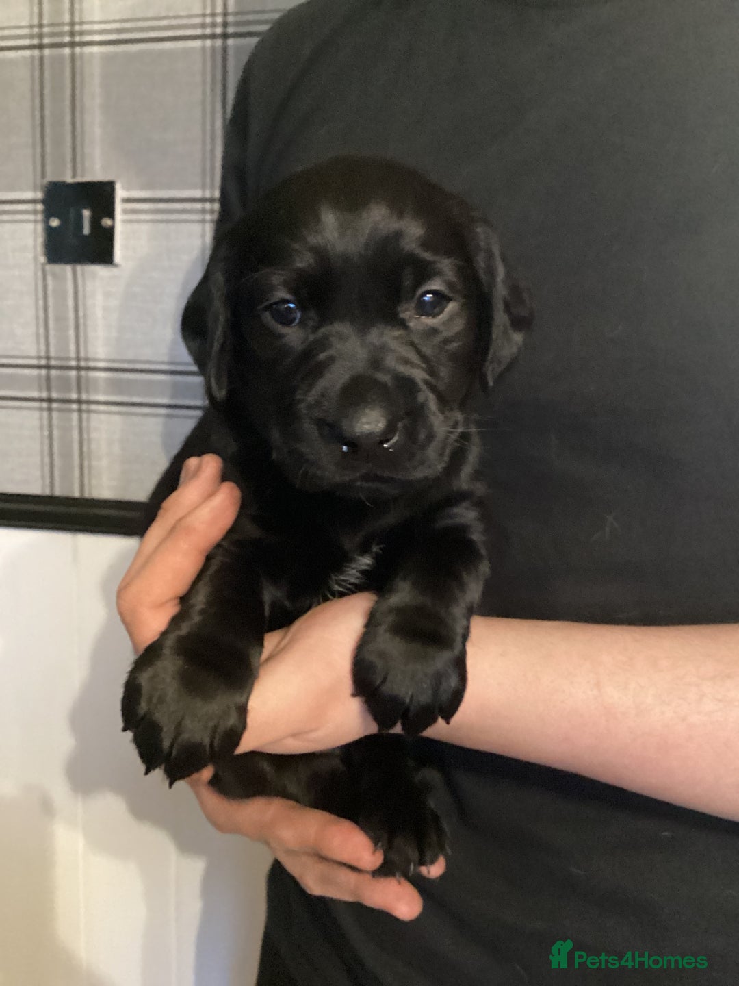 Labrador Retriever dogs for sale: LABRADOR PUPPIES  - Image 6