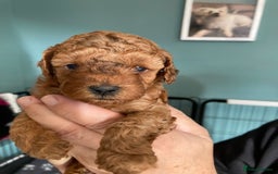 Cockapoo dogs for sale: f1b tiny cockapoo puppies - Image 2
