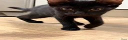 Mixed Breed cats for sale: Friendly Female Kittens Looking for forever homes in Tetbury - Advert 10
