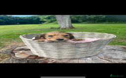 Miniature Dachshund dogs for sale: beautiful cream long hair miniature puppies in Abergavenny - Image 2