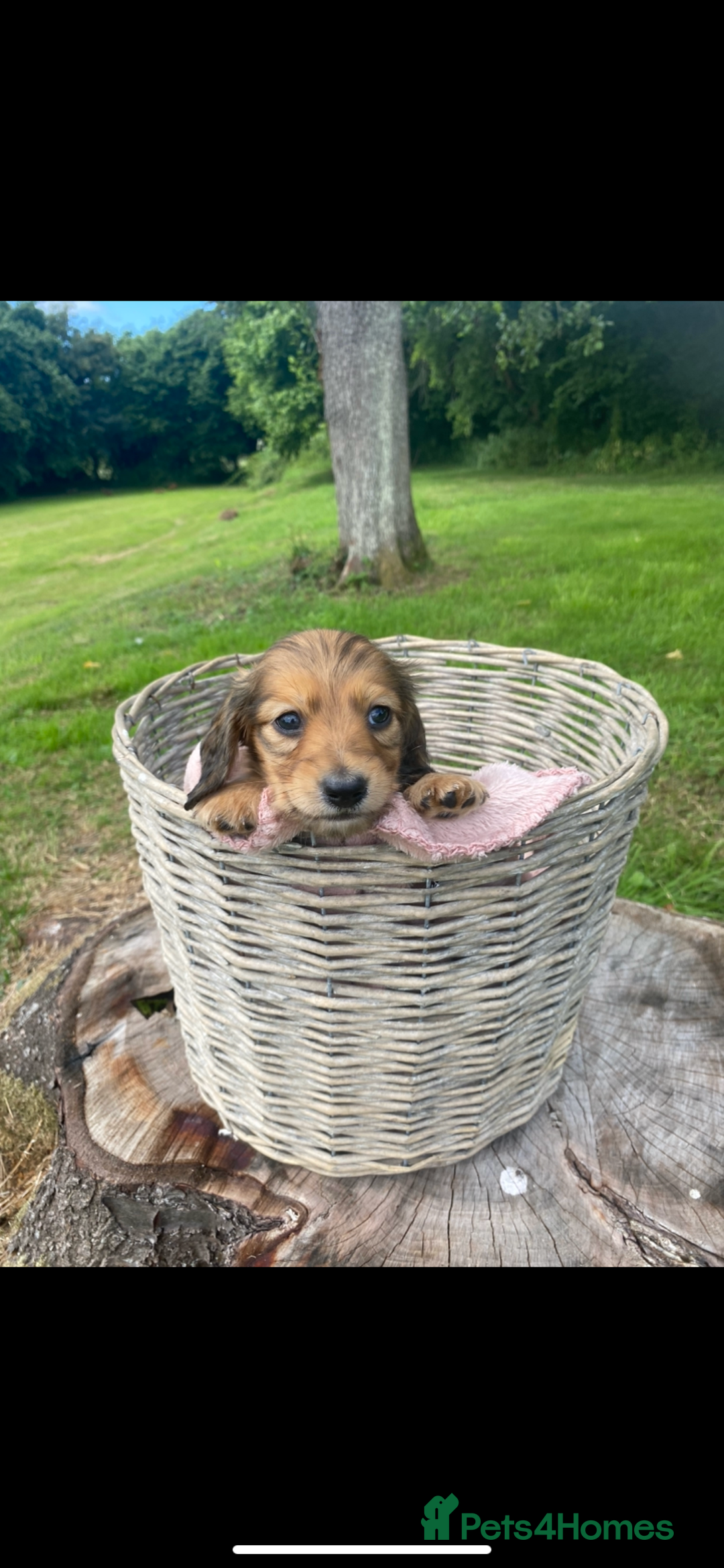 Miniature Dachshund dogs for sale: beautiful cream long hair miniature puppies in Abergavenny - Image 2