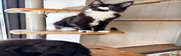 Maine Coon cats for sale: Gccf male Maine coon kitten  - Advert 14