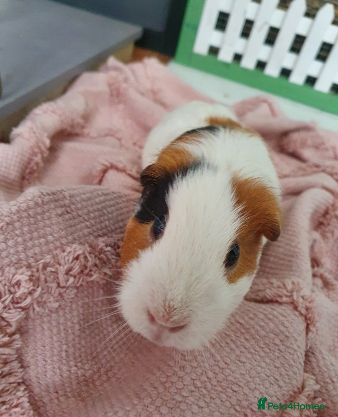 Guinea Pig rodents for sale: Lonely guinea pig boar  - Image 14