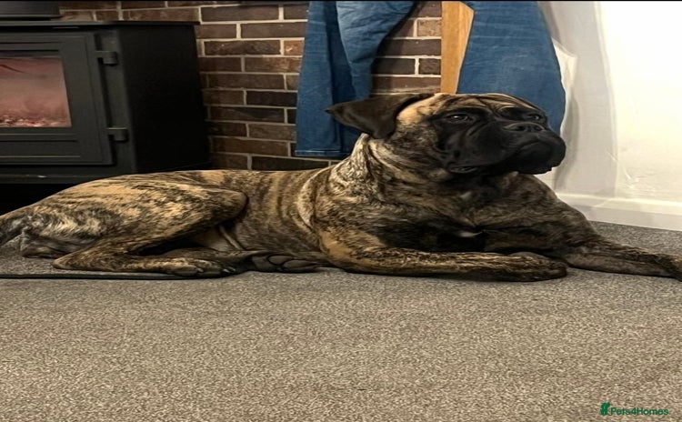 Bullmastiff dogs - Advert 2
