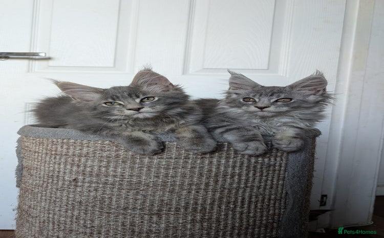 Maine Coon cats - Advert 2