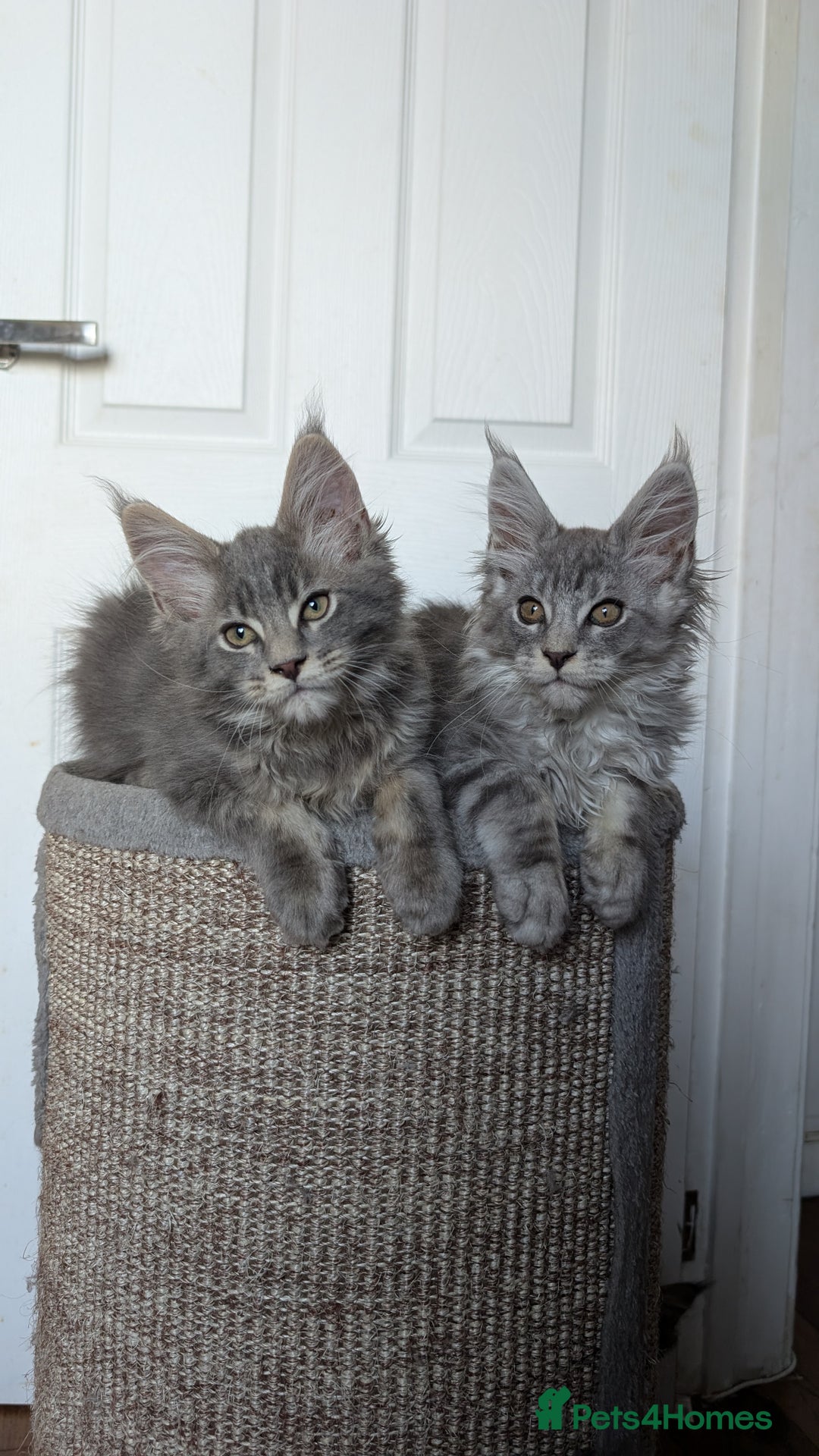 Maine Coon cats for sale: Maine coon kittens, Tica registered  - Image 3