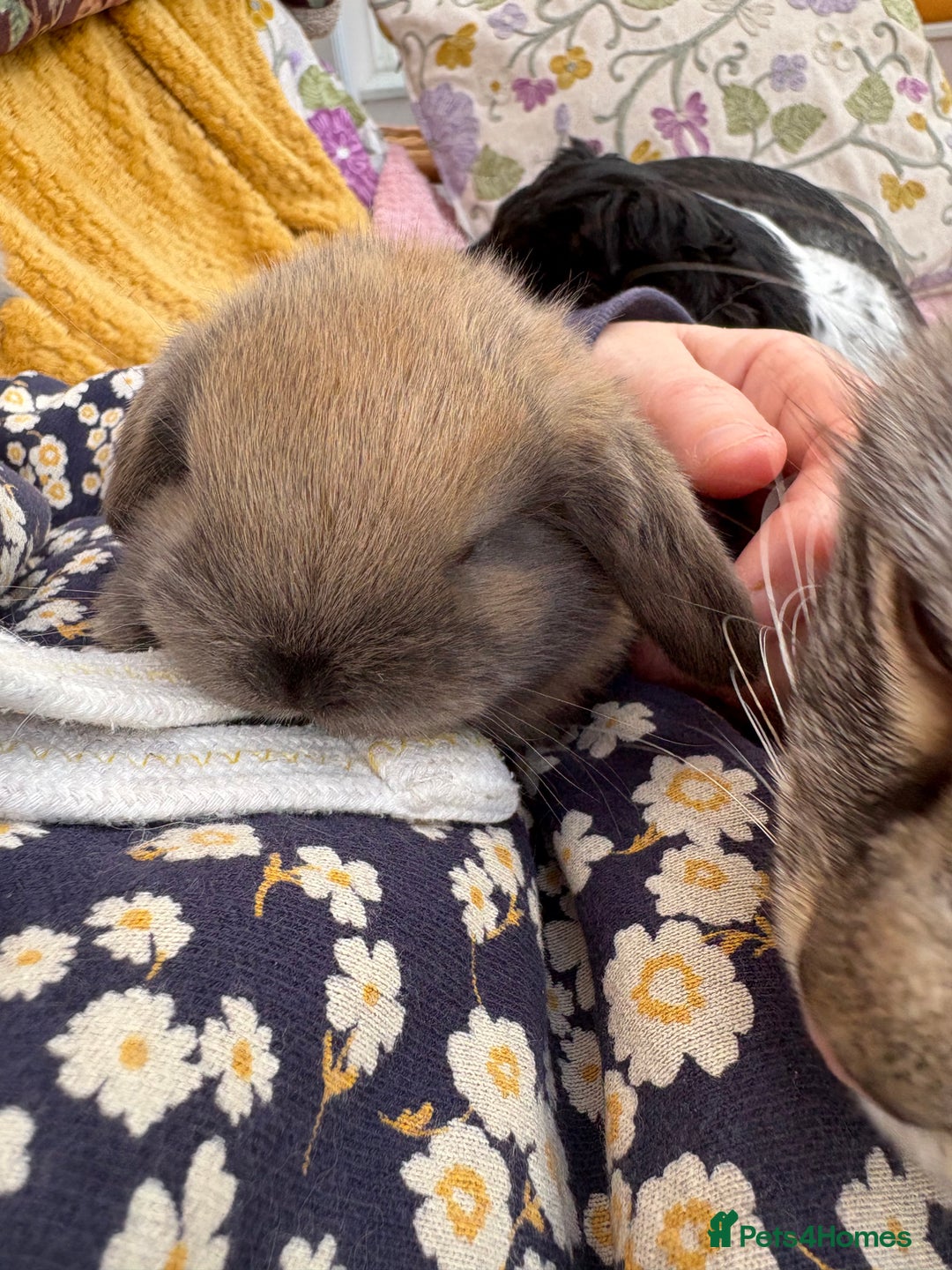 Mini Lop rabbits for sale: Indoor raised Mini lops and lion lops   - Image 1