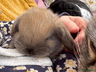 Mini Lop rabbits Indoor raised Mini lops and lion lops - Advert 21