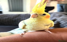 Cockatiels birds for sale: 4 month old, DNA tested, Male Cockatiel. - Image 1