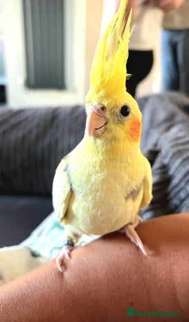 Cockatiels birds - Advert 1