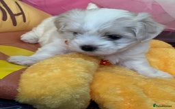 Bichon Frise dogs for sale: Bichon Frise  - Image 13