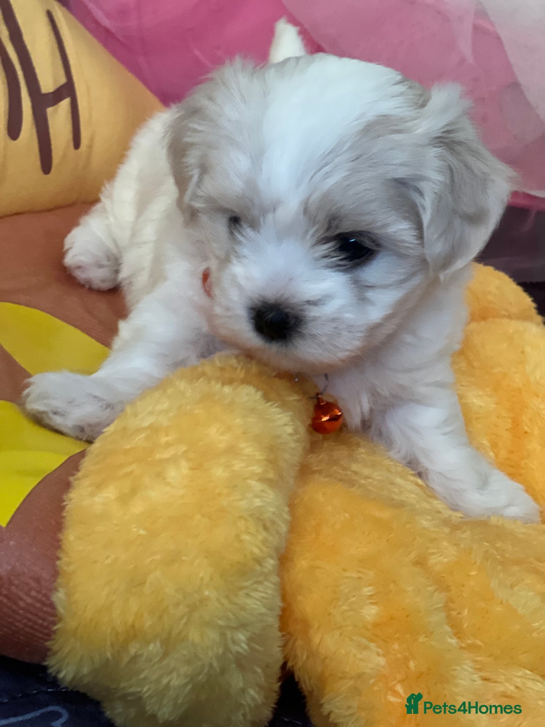 Bichon Frise dogs for sale: Bichon Frise  - Image 13