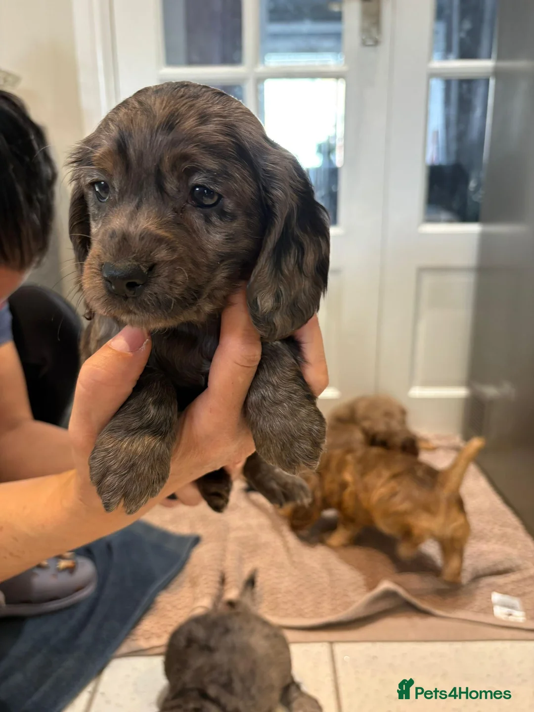 Cocker Spaniel dogs for sale: 100% Pedigree full show type DNA health tested  in Worksop - Advert 7