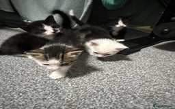 Domestic Shorthair cats for sale: beautiful tabby and black and white kittens - Image 15