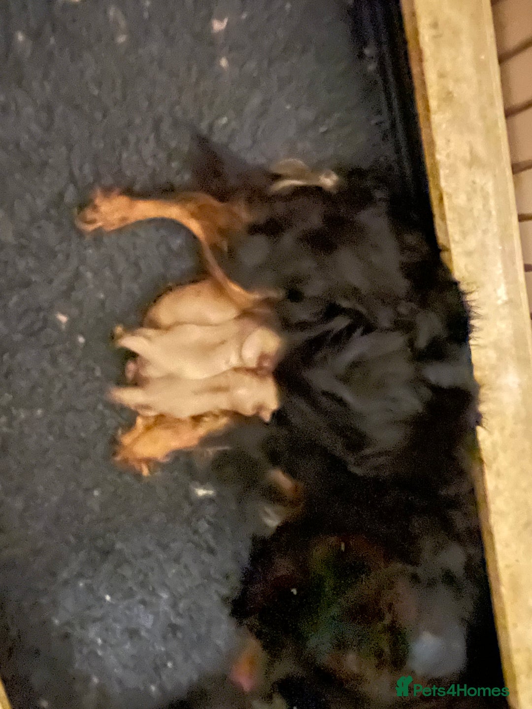 Cavalier King Charles Spaniel dogs for stud: Fully health tested proven Kc reg, multi gen clear in Wrexham - Image 15