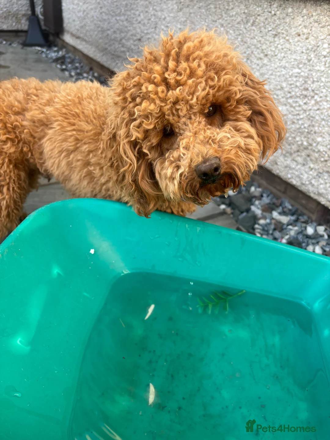 Toy Poodle dogs for stud: Red toy poodle for stud  - Advert 2