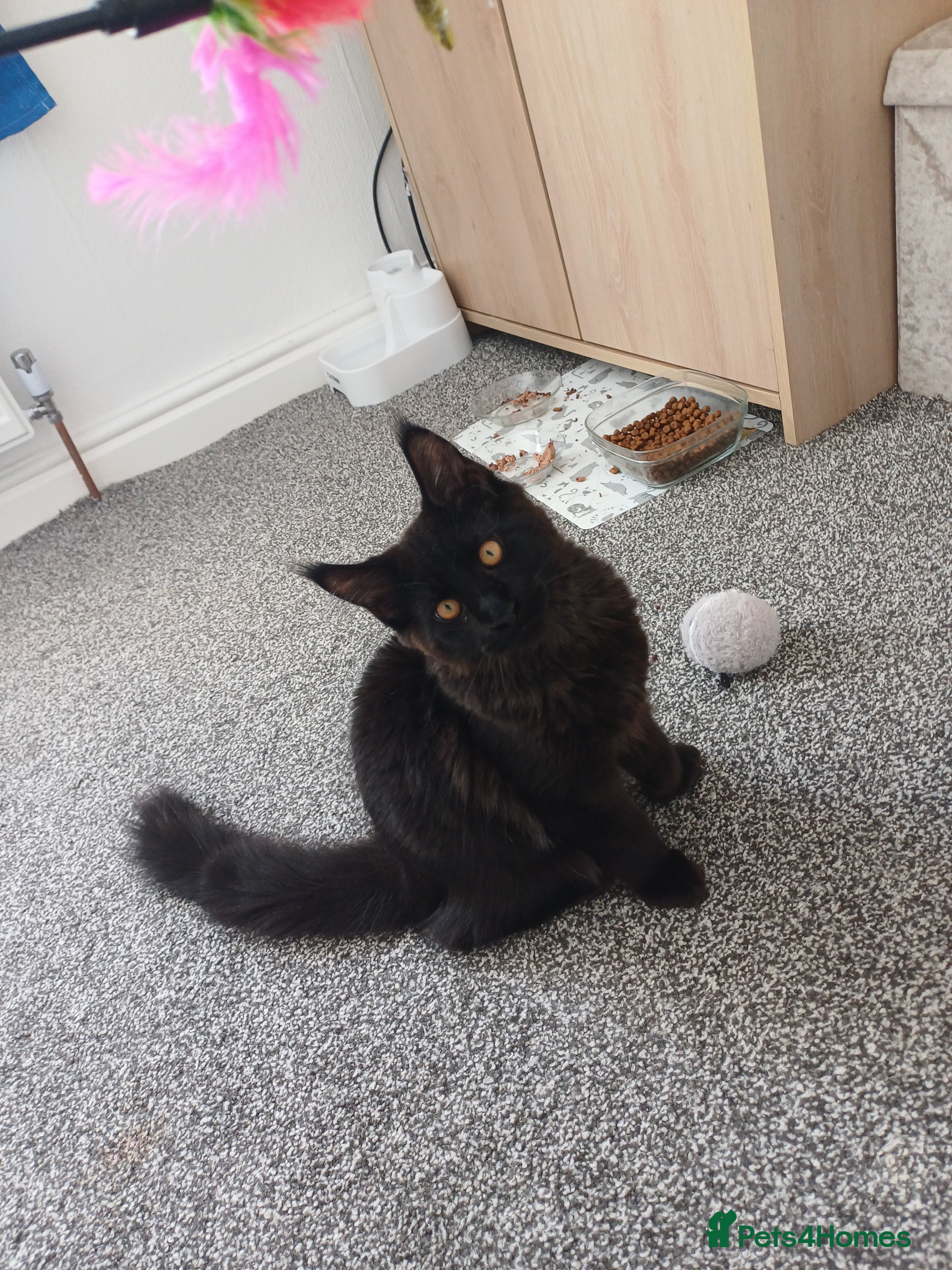 Maine Coon cats Maine coon kittens(pure breed) - Advert 1