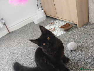 Maine Coon cats Maine coon kittens(pure breed) - Advert 1