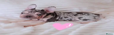 French Bulldog 6