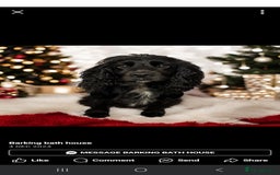 Cocker Spaniel dogs for sale: Cocker spaniel boy - Image 4