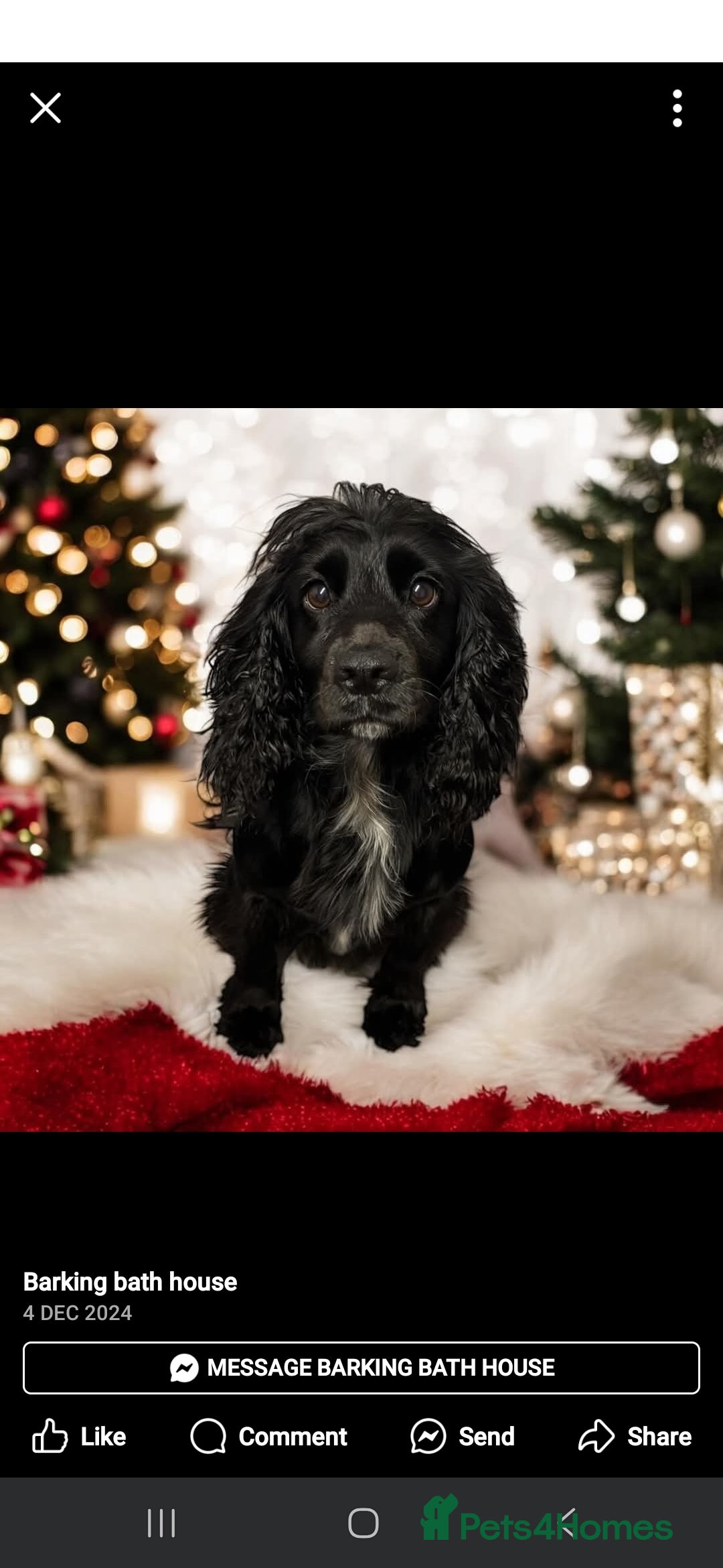 Cocker Spaniel dogs for sale: Cocker spaniel boy - Image 4