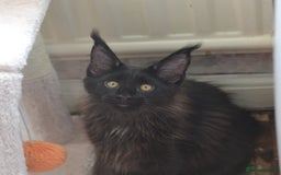 Maine Coon cats for sale: Tica Registered Maine Coon Kittens *ready now* - Image 16