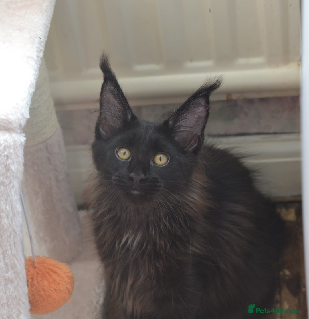 Maine Coon cats for sale: Tica Registered Maine Coon Kittens *ready now* - Image 16
