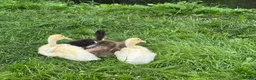 Ducks poultry for sale: Indian Runner Ducklings for sale in York - Advert 3