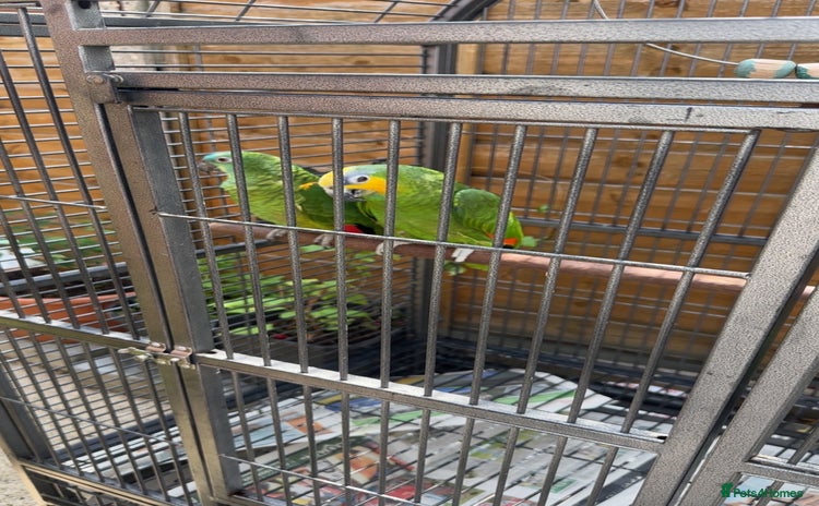Parrots birds - Advert 1