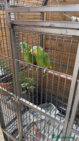Parrots birds - Advert 2