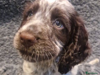 Cocker Spaniel dogs Stunning kc working cocker spaniels - Advert 3