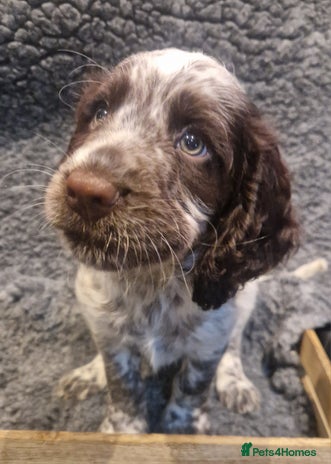 Cocker Spaniel dogs Stunning kc working cocker spaniels - Advert 10