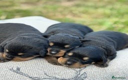 Rottweiler dogs for sale: Stunning Rottweiler puppies  - Image 10