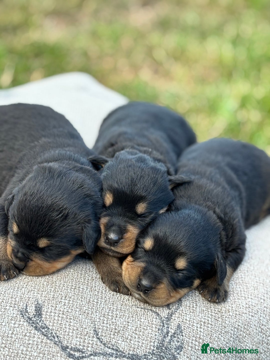 Rottweiler dogs for sale: Stunning Rottweiler puppies  - Image 10
