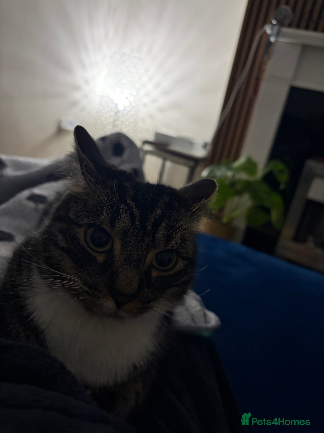 Mixed Breed cats for sale: Gorgeous Naala  - Advert 2