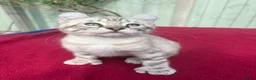 Keetso cats for sale: Superb very rare polydactyl curled eared keetsos  - Advert 37