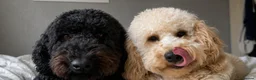 Standard Poodle dogs for sale: Two Beautiful Poodle Puppies left 🩷 - Advert 19