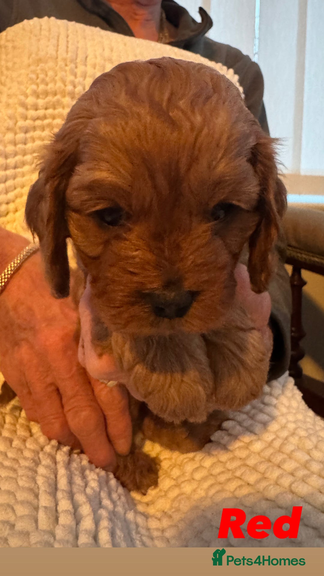 Cavapoo dogs for sale: Stunning litter of F1 Cavapoo’s - Advert 4