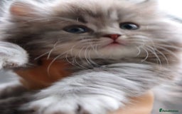 British Shorthair cats for sale: Champion Bloodlines BSH kittens  - Image 32