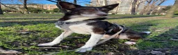 Ibizan Hound dogs for adoption: Bico  - Advert 4