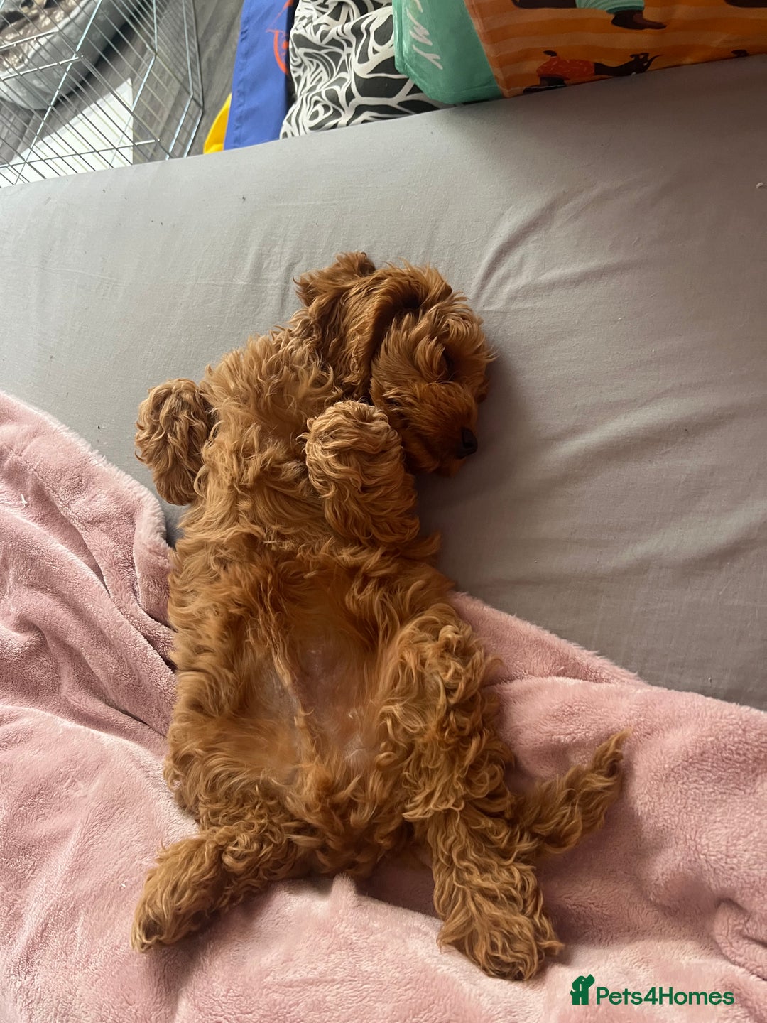 Cockapoo dogs for stud: 1 year old cockapoo for stud - Image 13