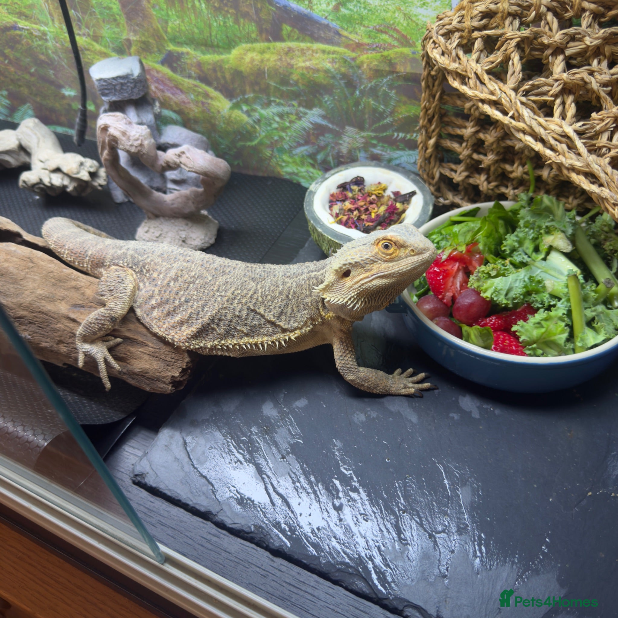 Bearded Dragon reptiles Bearded Dragon to re-home - Advert 9