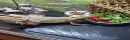 Bearded Dragon reptiles for sale: Bearded Dragon to re-home in Carlisle - Advert 1