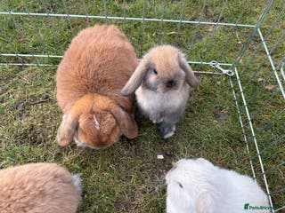 Mini Lop rabbits Mini lops vaccinated ready to leave - Advert 13