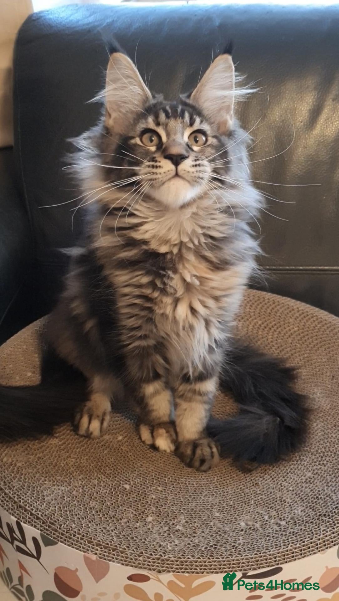 Maine Coon cats pure maine coon kittens - Advert 2